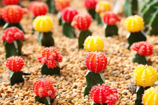 Small cactus plant