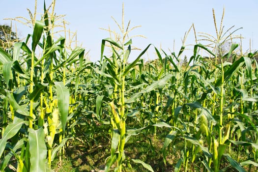 Green field of corn growing up