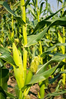 Green field of corn growing up