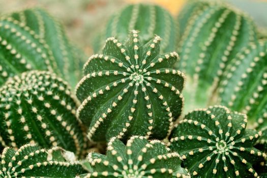 Close up of Cactus