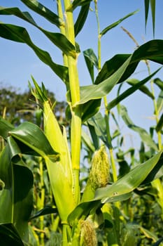 Green field of corn growing up