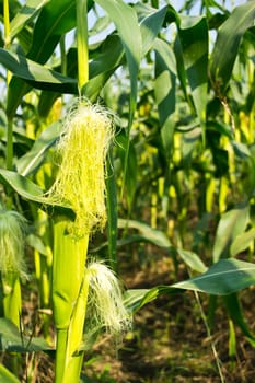 Green field of corn growing up