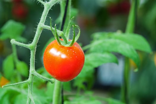Red tomato on plant