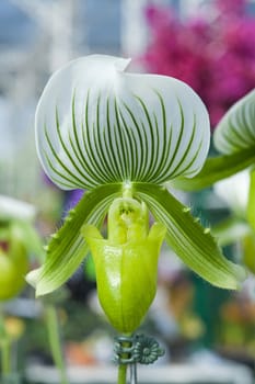 Paphiopedilum In Shape Orchid