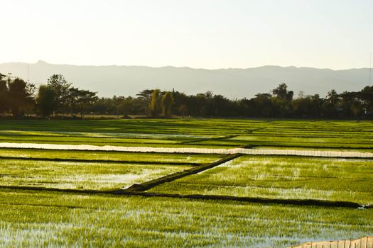 Terrace rice fields in evening sunset
