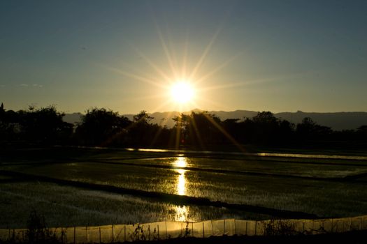 Terrace rice fields in evening sunset