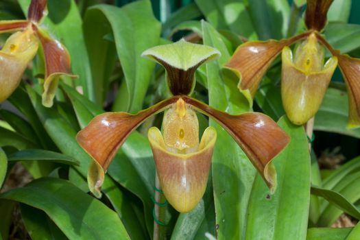 Close up of lady's slipper orchid
