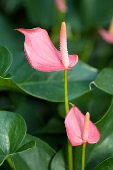 Anthurium 'sonate' (flamingo lily)