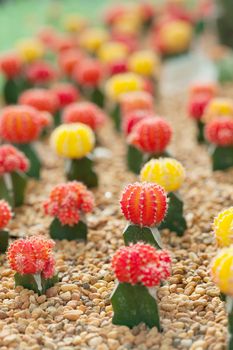 Small cactus plant
