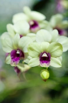 Close up of orchids