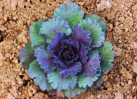 Purple flowering cabbage vegetable in the garden