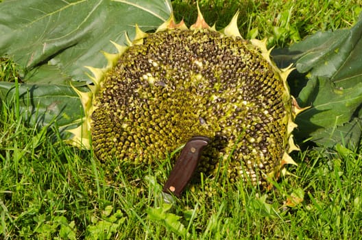 cut ripe sunflower head on grass and knife with wooden handle stuck in meadow ground.