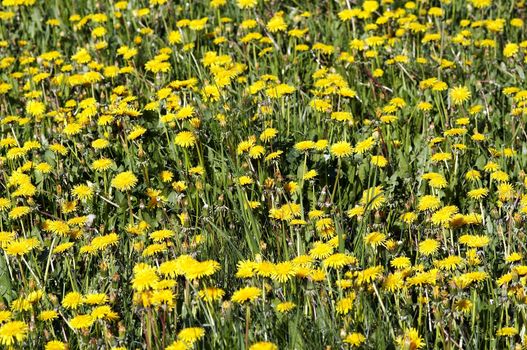 Spring yellow meadow - blooming dandelions