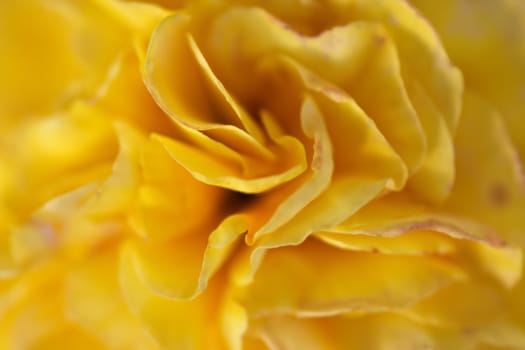 Close-up (macro) of the bloom