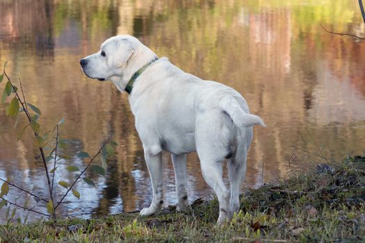 labrador dog standing on the river bank
