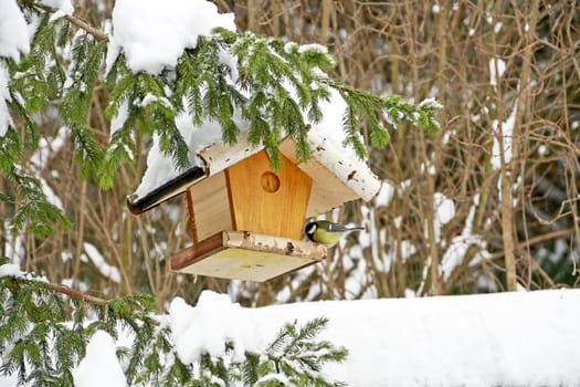 A bird feeder with a great tit on a pine