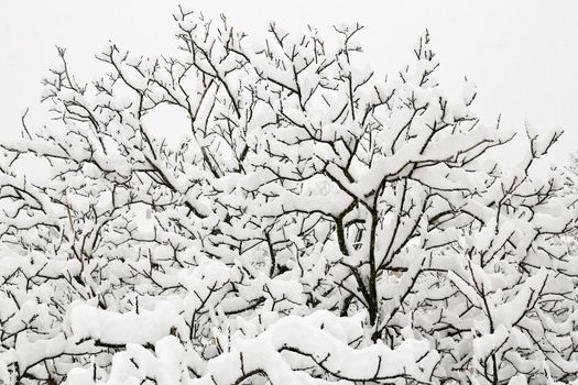 A big tree covered with white snow