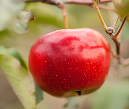 The branch of tree with fresh red apple