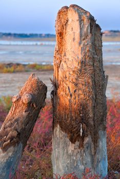 petrified tree stubs on the bank of the salty lake, Kuyalnik, Ukraine