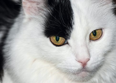 Close-up portret  black and white domesticated cat