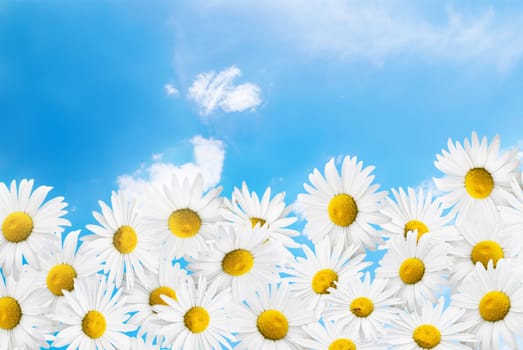 camomiles on a blue sky and white clouds background.