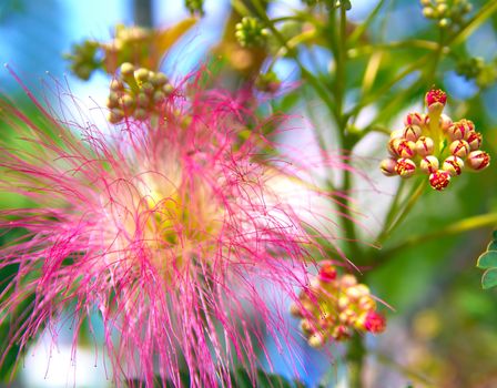 Persian silk tree (Albizia julibrissin) foliage and flowers