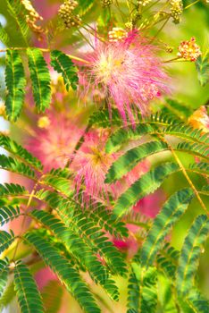 Persian silk tree (Albizia julibrissin) foliage and flowers