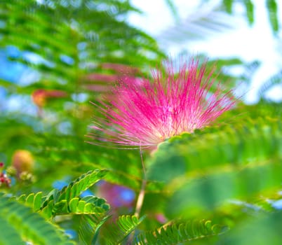 Persian silk tree (Albizia julibrissin) foliage and flowers