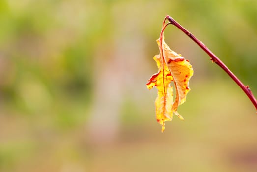 Bright colored leaves on the branches in the autumn