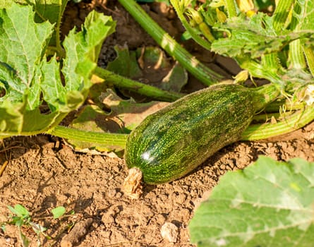 flowering zucchini in the vegetable garden