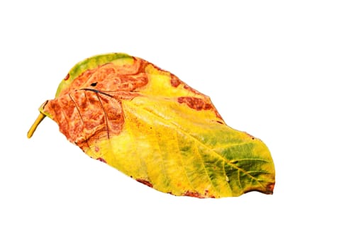 Yellow autumn leaves on a white background