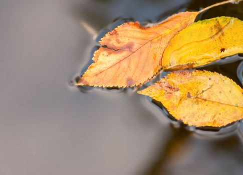 bright autumn leaves floats in reflecting water