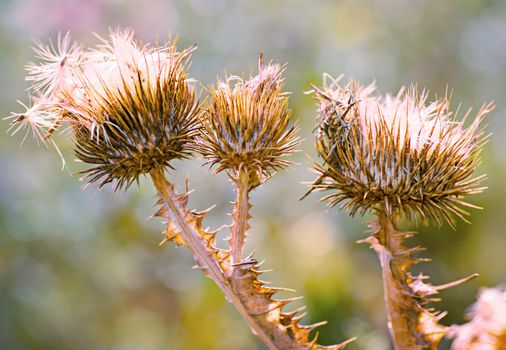 Close up of purple thistles in summer  on yellow green bokeh  background