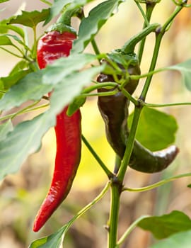 Fresh chili peppers on the branch