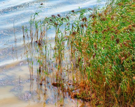 pond and water plants at summer day