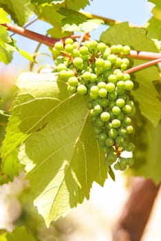 Close up of backlit bunch of green grapes in vineyard hanging from vine ready for harvest with ample of copy-space.