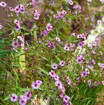 Colorful wildflowers blossoming in field