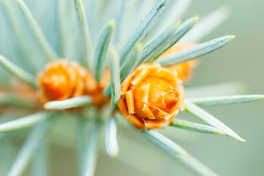 Pine Cone And Branches ,blurry and close-up