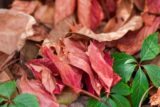 Above view of autumnal yellow leaves on the land