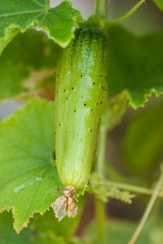 Fresh cucumber with spikes on the bed. Bio-product.