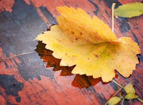 Fallen yellow leaves on the water to board in autumn