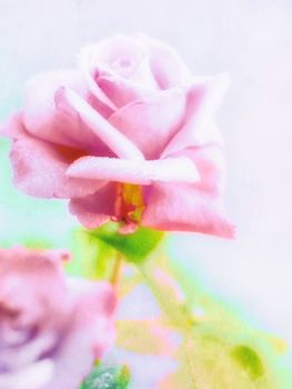 Beautiful pink Rose with drops of dew close up, made with color filters , vintage look.