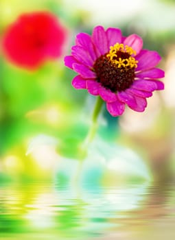 Fresh purple flower in water with reflection