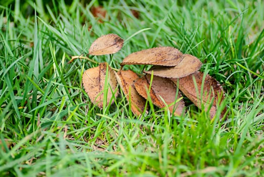 Autumn leafs on green grass, macro closeup.