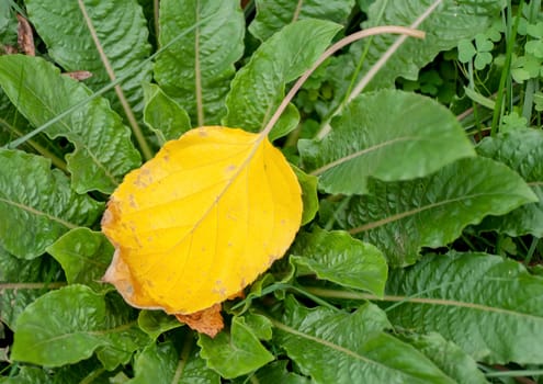 Autumn leafs on green leafs, macro closeup.