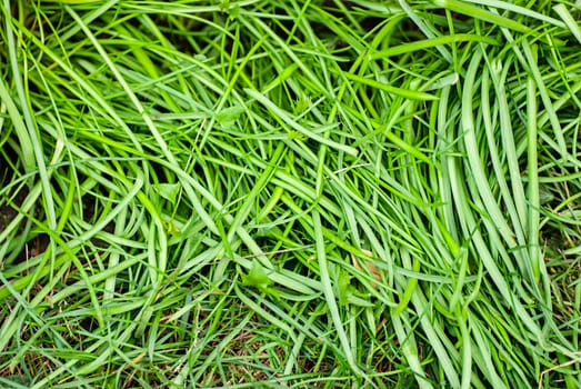 green grass - real green grass background