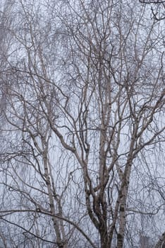 birch branches in the fog