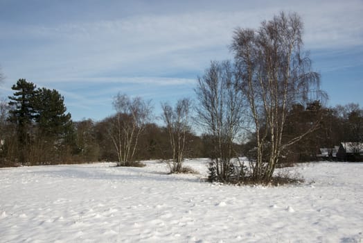 dutch winter landscape with blue sky and trees