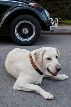 A yellow Labrador Retriever dog at the street with an old black car background