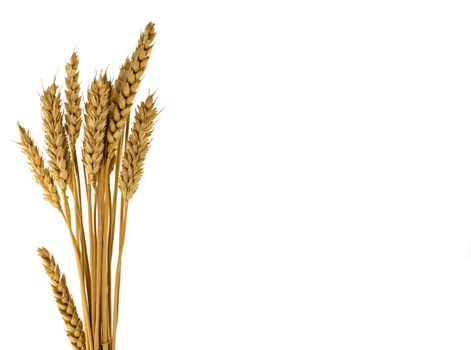 wheat plants isolated on white  background